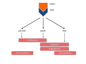 Leptin_Review_Final_Figure1